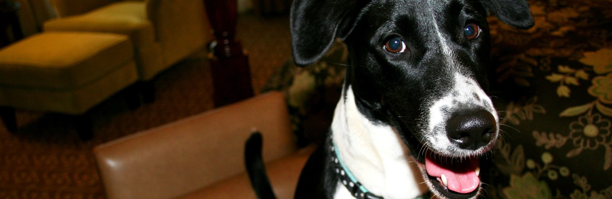 Milwaukee Dog Friendly Hotels Accommodations Rover Night